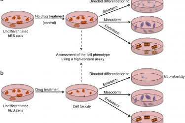 Drug screens on human stem cells: From understanding cell biology to ...