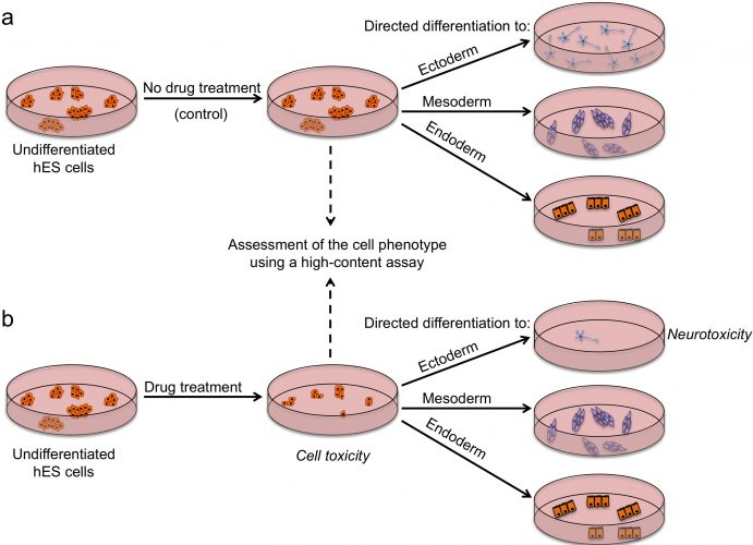 Drug screens on human stem cells: From understanding cell biology to ...