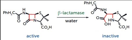 Figure-2_Amoxicilline-and-Clavulanic-acid.j