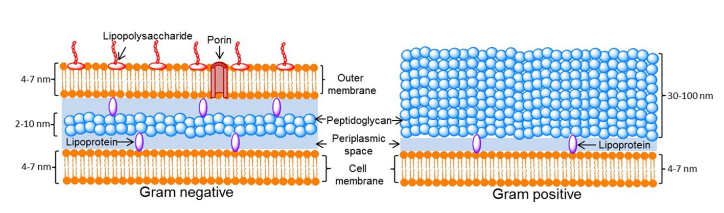 Bringing clarity: endotoxin definition and standardisation