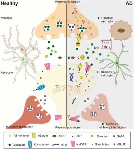 siRNA drug delivery across the blood-brain barrier in Alzheimer’s