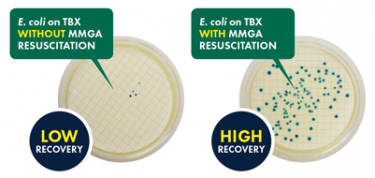 Lab M Launches MMGA Pre-poured Media Plate