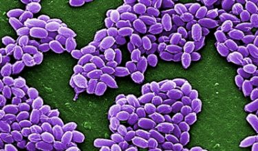 FDA approves anthrax exposure vaccine BioThrax