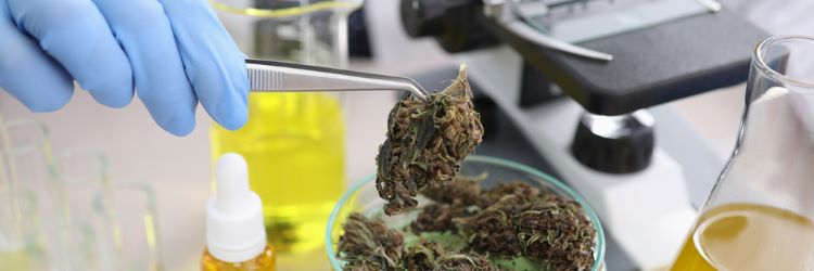 cannabis being handled by scientist in laboratory