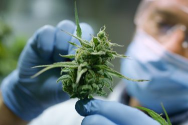 Medicinal Cannabis Monograph Proposed By US Pharmacopeia