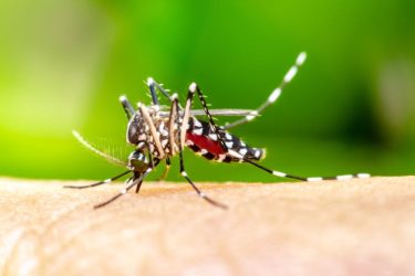 Monoclonal antibody could prevent malaria, study shows