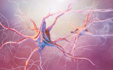 nerve-cells