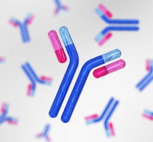 bispecific antibody BioNTech