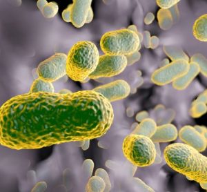 endotoxin recombinant proteins