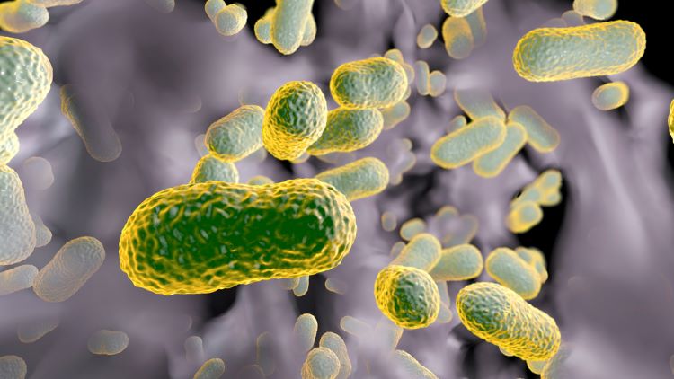 endotoxin recombinant proteins