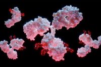 oncology antibody-drug conjugate (ADC)
