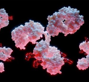 oncology antibody-drug conjugate (ADC)