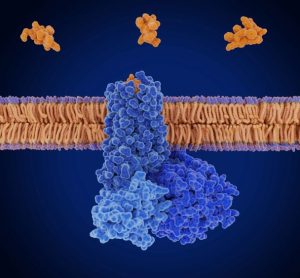 radiotherapeutic radioligand Novartis