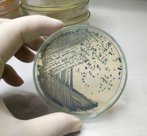 bacterial colonies characterisation