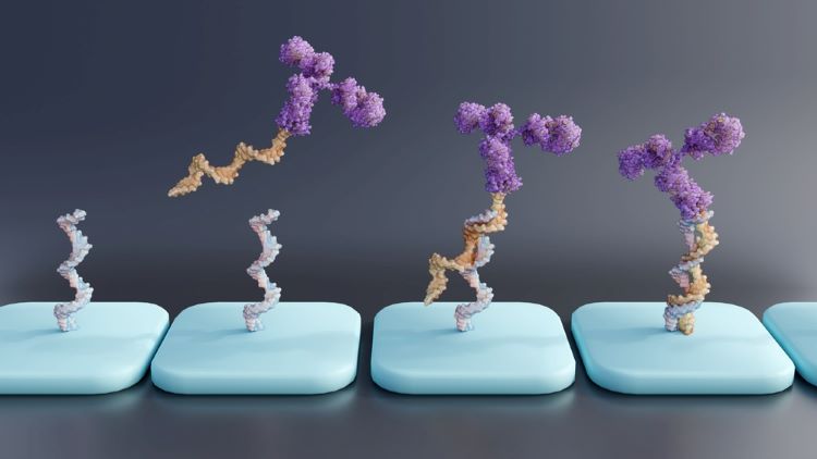 oligonucleotide therapeutics bioanalysis