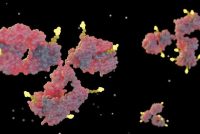 antibody drug conjugate Elahere AbbVie