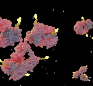 antibody drug conjugate Elahere AbbVie