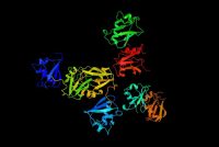 NOX inhibitors fibrotic diseases