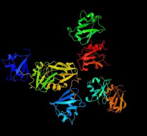 NOX inhibitors fibrotic diseases