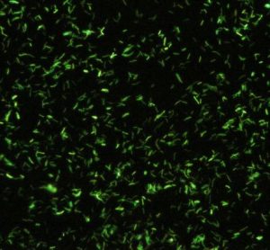 fluorescence microscopy