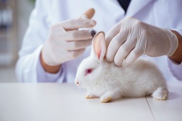 rabbit pyrogen test (RPT)